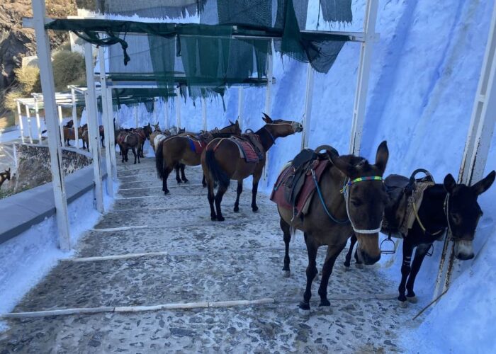 santorini donkeys greece