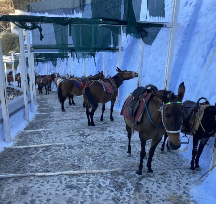 santorini donkeys greece