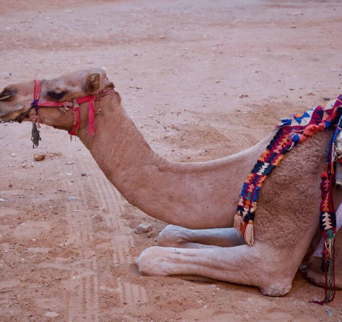 Petra-camel