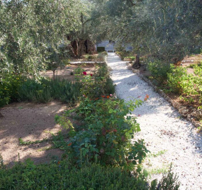 garden of olives pilgrimage tour holy land