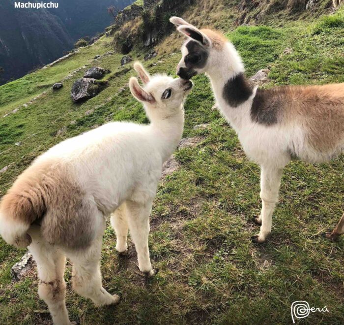 llamas peru pilgrimage tour