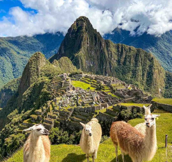 llamas in machu picchu