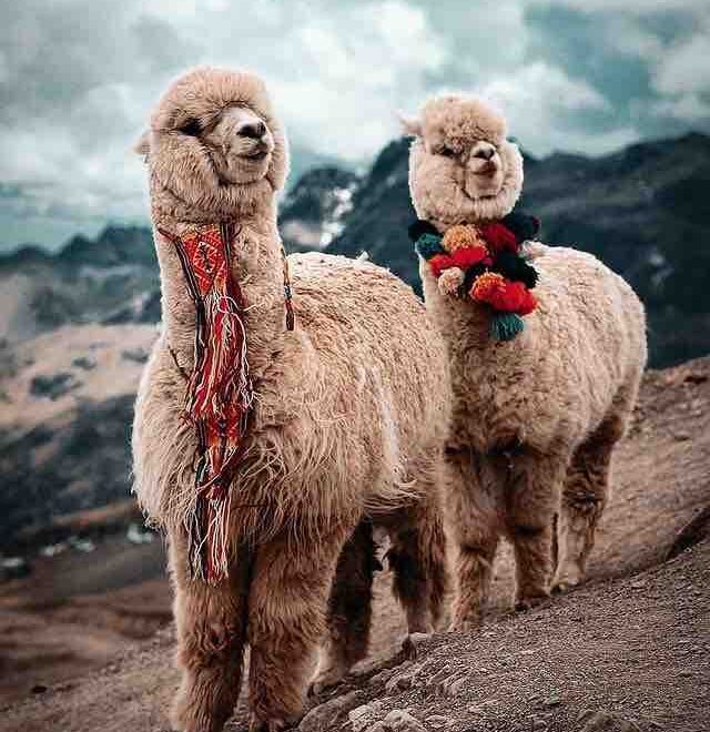 alpacas in food and faith pilgrimage
