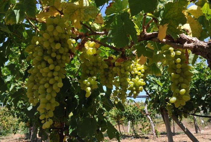 grapes greece food pilgrimage tour