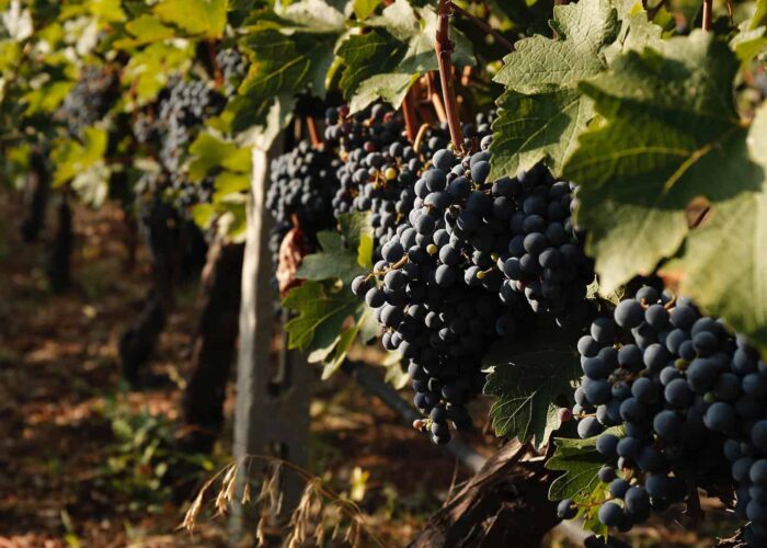 grapes on the vine greece on pilgrimage