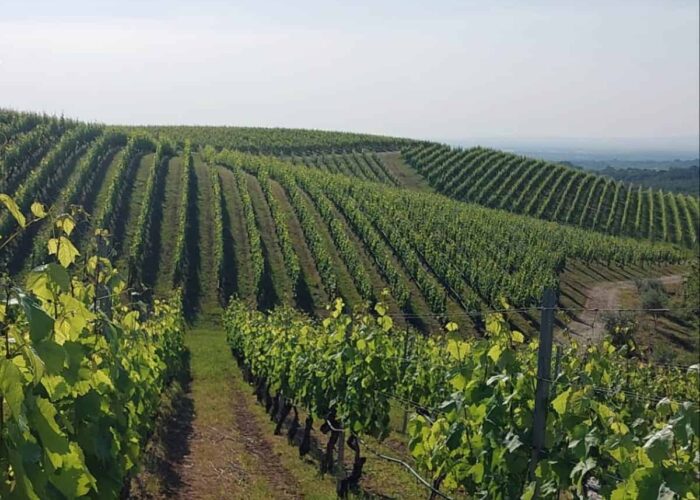 kir yianni vineyards on pilgrimage