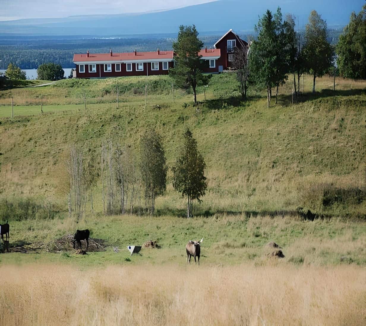 Moose Garden cabins sweden st olav pilgrimage 