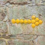 Camino shell pointer pilgrimagge